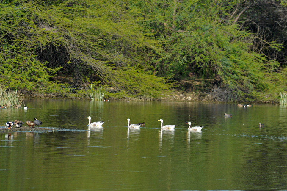 Sultanpur Jheel Bird Sanctuary